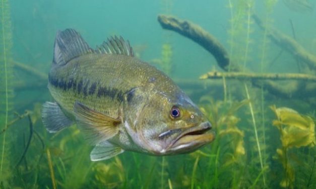 The Discovery Center reveals plans for Great Lakes Explorer exhibit and natural history programs